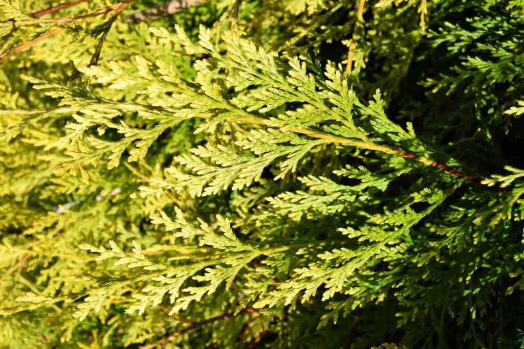 x Cuprocyparis leylandii 'Castlewellan' <span class="hidden specialOffer"></span> 175-200 cm